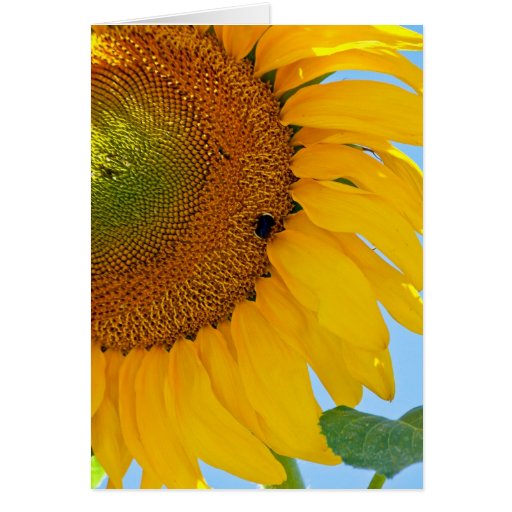 Sunflower Greeting Cards