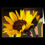 Sunflower cards