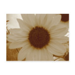 sunflower in sepia colour