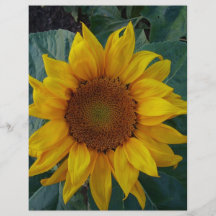 Sunflower in the Spring Flyers