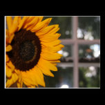 Sunflower in the Window postcards