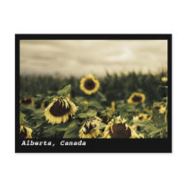 Sunflower Landscape Postcard, Alberta, Canada