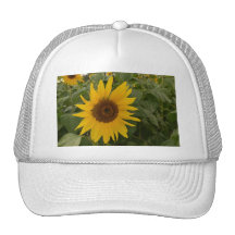 Sunflower Magic Mesh Hats