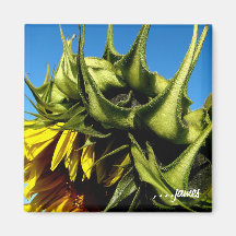 Sunflower Magnet