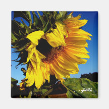 SunFlower Magnet