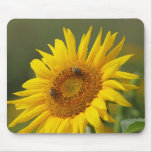 Sunflower Mouse Pads