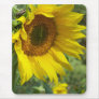 sunflower mousepads