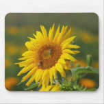 Sunflower Mousepads