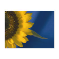 Sunflower on Blue Post Card