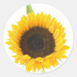 Sunflower On White Background Round Sticker