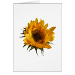 Sunflower Opening Greeting Cards