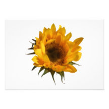 Sunflower Opening Personalized Announcement