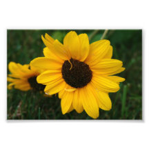 Sunflower Photo