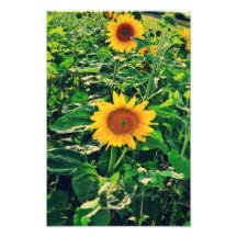 Sunflower Photo Print