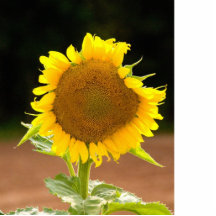 Sunflower Photo Sculpture Pin