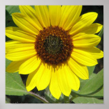Sunflower Plant Poster