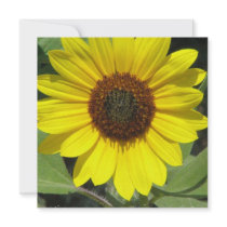 Sunflower Plant Poster Print Custom Invite