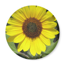 Sunflower Plant Round Magnet
