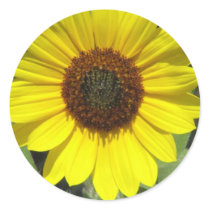 Sunflower Plant Stickers