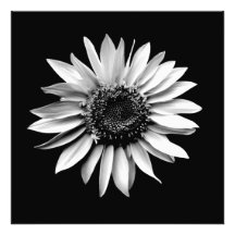 'Sunflower Portrait' Photographic Print