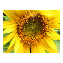 Sunflower,Post card