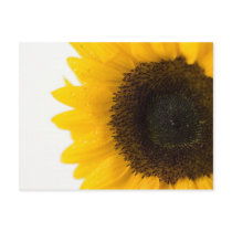 sunflower postcards