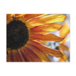 Sunflower Postcard