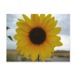 sunflower postcard