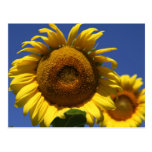 Sunflower Postcard