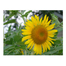 Sunflower Postcard