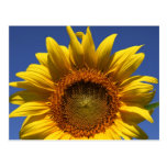 Sunflower Postcard