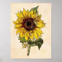 Sunflower Poster