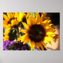 Sunflower Posters