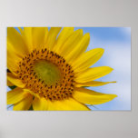 Sunflower Print