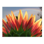 Sunflower Rainbow ~ postcard