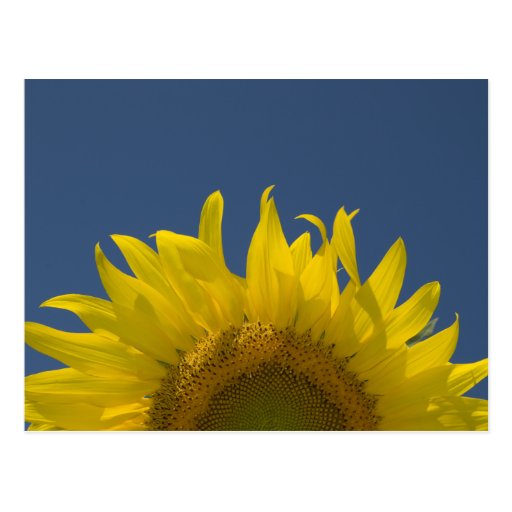 Sunflower Rising Postcard