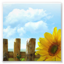 Sunflower Scene Photo Art