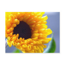 Sunflower Seasonal Inspirationals Postcards