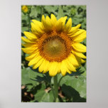 Sunflower series 09 poster