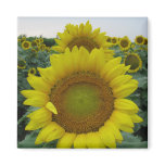 Sunflower Series Magnet