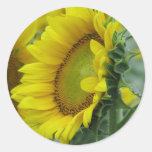 Sunflower series round sticker