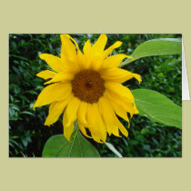 Sunflower Solo cards