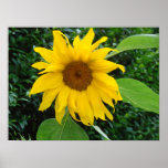 Sunflower Solo Poster