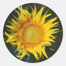 Sunflower Stickers
