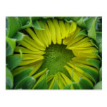 Sunflower Summer Series Post Cards