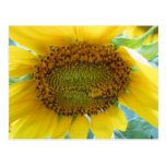 Sunflower Summer Series Postcards