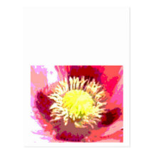 Sunflower Sun Flower Post Cards