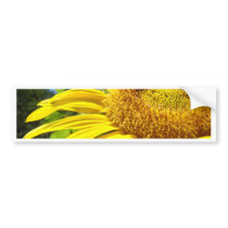 SUNFLOWER SunFlowers Sun Flowers Cards Gifts Mugs