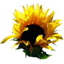 Sunflower Sunrise Photo Sculpture