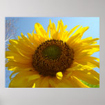 SUNFLOWER Wall art gifts Valentine's Day Flowers Poster